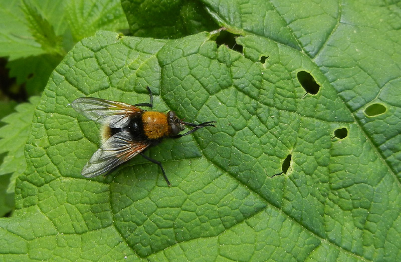 Mesembrina mystacea (Muscidae)